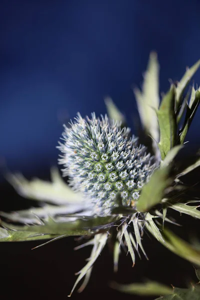 Άγρια Άνθη Του Βουνού Καλοκαιρινό Άνθος Eryngium Planum Family Apiaceae — Φωτογραφία Αρχείου