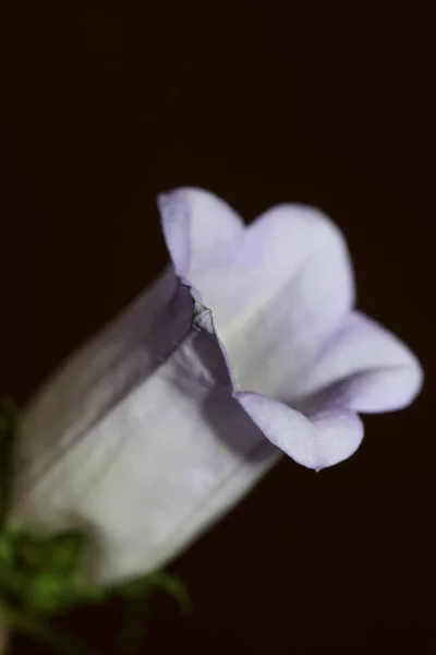 Blütenpracht Aus Nächster Nähe Campanula Medium Familie Campanulaceae Hohe Qualität — Stockfoto