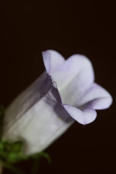 Flor Flor Close Campanula Família Média Campanulaceae Alta Qualidade Tamanho — Fotografia de Stock