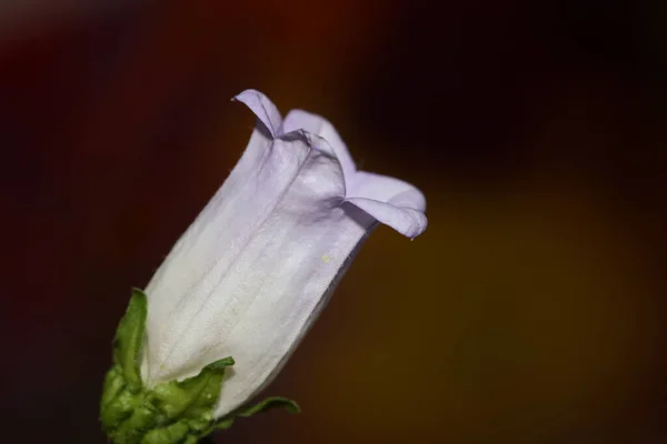 Kwiat Kwiat Zbliżenie Campanula Średniej Rodziny Campanulaceae Wysokiej Jakości Duży — Zdjęcie stockowe