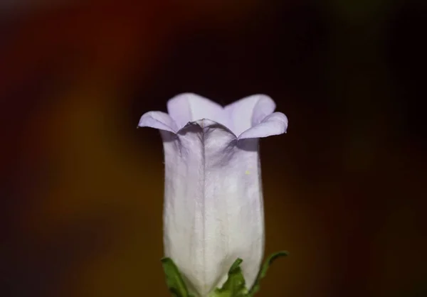Цвіт Квітів Крупним Планом Campanula Середньої Сім Campanulaceae Високої Якості — стокове фото