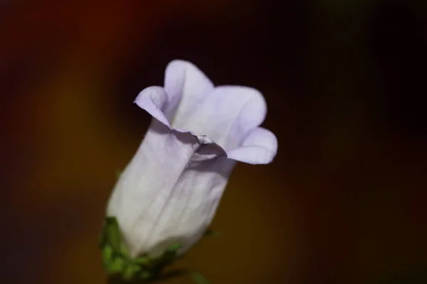 Blütenpracht Aus Nächster Nähe Campanula Medium Familie Campanulaceae Hohe Qualität — Stockfoto