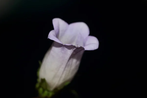 Flor Flor Primer Plano Campanula Familia Mediana Campanulaceae Alta Calidad — Foto de Stock