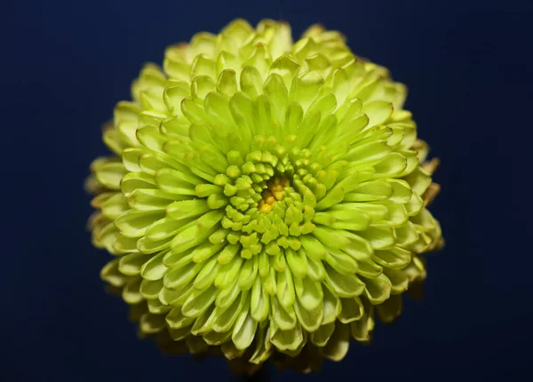 Zelená Květ Zblízka Chryzanthemum Indicum Rodina Compositae Botanické Pozadí Vysoká — Stock fotografie