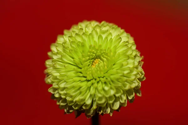 Yeşil Çiçek Chrysanthemum Indicum Ailesini Kapat Bileşik Botanik Arka Plan — Stok fotoğraf