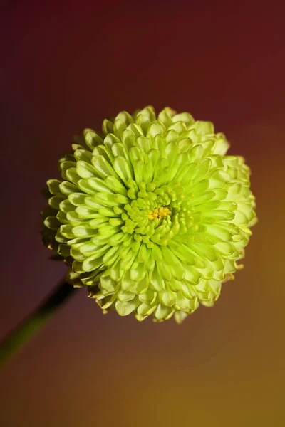 Green Flower Blossom Close Chrysanthemum Indicum Family Compositae Botanical Background — Stock Photo, Image