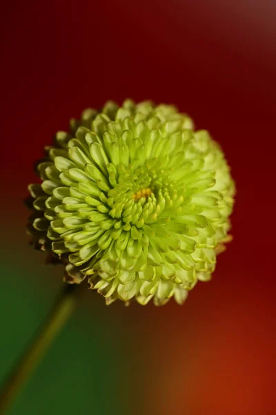 Green Flower Blossom Close Chrysanthemum Indicum Family Compositae Botanical Background — Stock Photo, Image