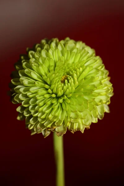 Green Flower Blossom Close Chrysanthemum Indicum Family Compositae Botanical Background — Stock Photo, Image
