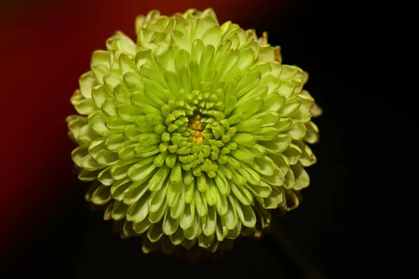 Zelená Květ Zblízka Chryzanthemum Indicum Rodina Compositae Botanické Pozadí Vysoká — Stock fotografie