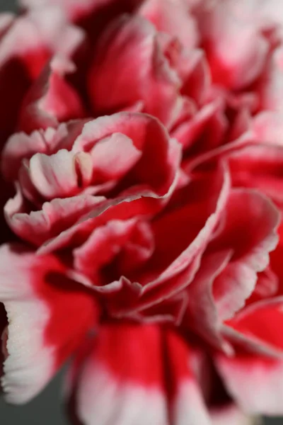 Цветки Красного Цветка Зашивают Кариофилл Кариофилловый Семейный Ботанический Фон Современных — стоковое фото