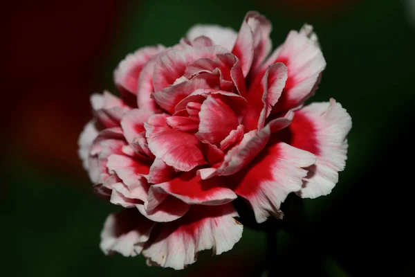 Κόκκινα Άνθη Λουλουδιών Κοντά Dianthus Caryophyllus Οικογένεια Caryophyllaceae Βοτανικό Υπόβαθρο — Φωτογραφία Αρχείου