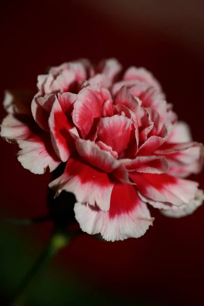 Κόκκινα Άνθη Λουλουδιών Κοντά Dianthus Caryophyllus Οικογένεια Caryophyllaceae Βοτανικό Υπόβαθρο — Φωτογραφία Αρχείου
