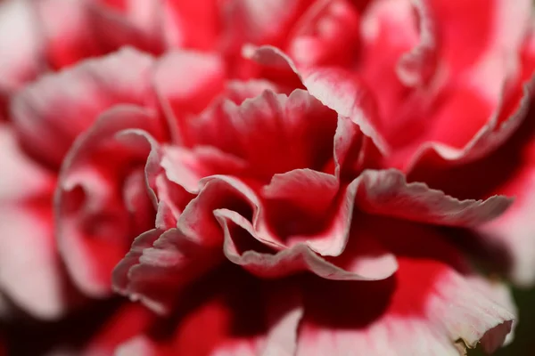 Czerwony Kwiat Kwiaty Zbliżyć Dianthus Caryophyllus Rodziny Caryophyllaceae Botaniczne Tło — Zdjęcie stockowe