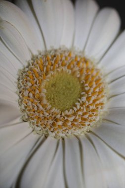 Beyaz çiçek çiçeği Botanik arkaplanı kapat Gerbera Jamesonii Aile Bileşimi Büyük kalite baskılar