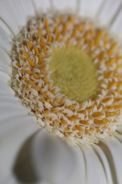 Beyaz çiçek çiçeği Botanik arkaplanı kapat Gerbera Jamesonii Aile Bileşimi Büyük kalite baskılar