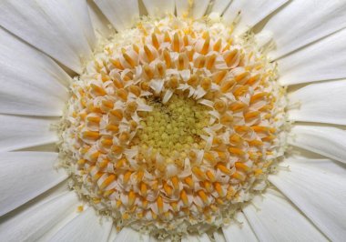 Beyaz çiçek çiçeği Botanik arkaplanı kapat Gerbera Jamesonii Aile Bileşimi Büyük kalite baskılar