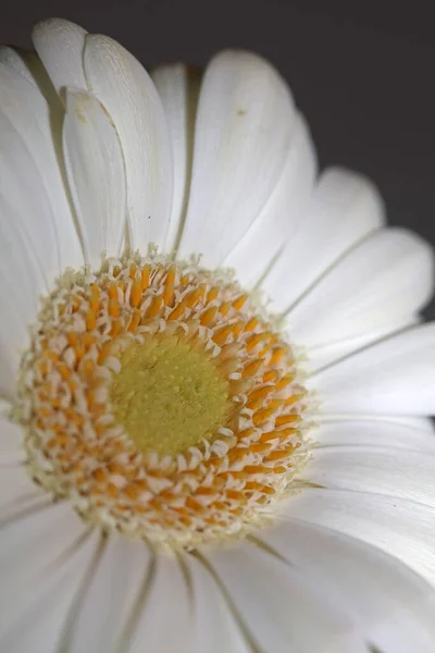 Weiße Blüten Aus Nächster Nähe Botanischer Hintergrund Gerbera Jamesonii Familie — Stockfoto