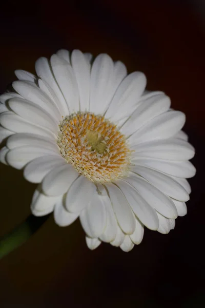 Розквіт Білої Квітки Крупним Планом Ботанічний Фон Gerbera Jamesonii Family — стокове фото