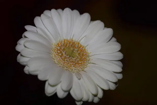 Fiore Bianco Fiore Primo Piano Sfondo Botanico Gerbera Jamesonii Famiglia — Foto Stock
