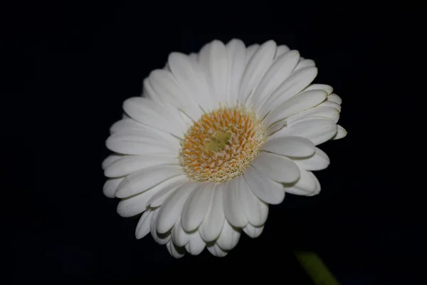 白花花近缘植物学背景Gerbera Jamesonii科组合大号高质量印刷品 — 图库照片