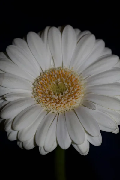 Fleur Blanche Fleur Close Fond Botanique Gerbera Jamesonii Famille Compositae — Photo