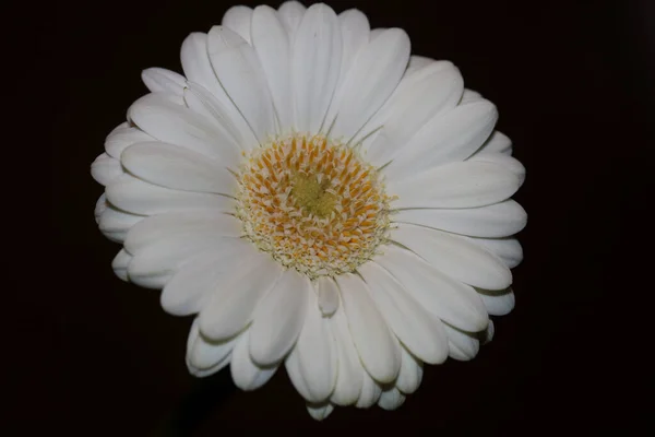 Fleur Blanche Fleur Close Fond Botanique Gerbera Jamesonii Famille Compositae — Photo