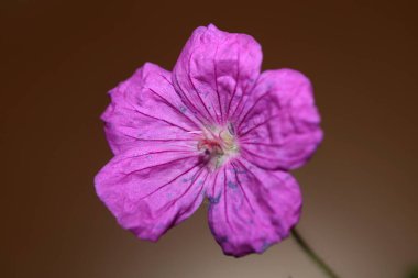 Mor çiçek açan botanik arka planda Geranium platypetalum familyası Geraniaceae büyük boy çiçek desenli yüksek kaliteli