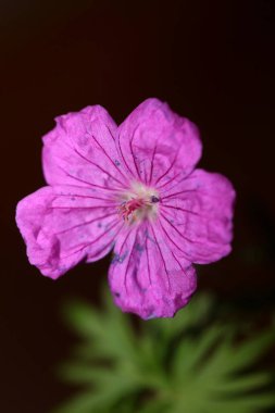Mor çiçek açan botanik arka planda Geranium platypetalum familyası Geraniaceae büyük boy çiçek desenli yüksek kaliteli