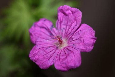 Mor çiçek açan botanik arka planda Geranium platypetalum familyası Geraniaceae büyük boy çiçek desenli yüksek kaliteli