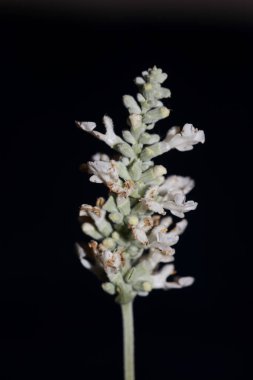 Beyaz çiçek salvia divinorum ailesi lamiaceae çiçeklerini kapatır botanik arka planda yüksek kalite büyük boy baskılı ev dekorasyonu psikoaktif tarım doğası