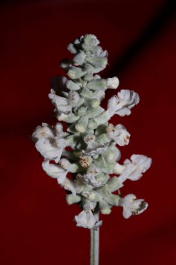 Beyaz çiçek salvia divinorum ailesi lamiaceae çiçeklerini kapatır botanik arka planda yüksek kalite büyük boy baskılı ev dekorasyonu psikoaktif tarım doğası