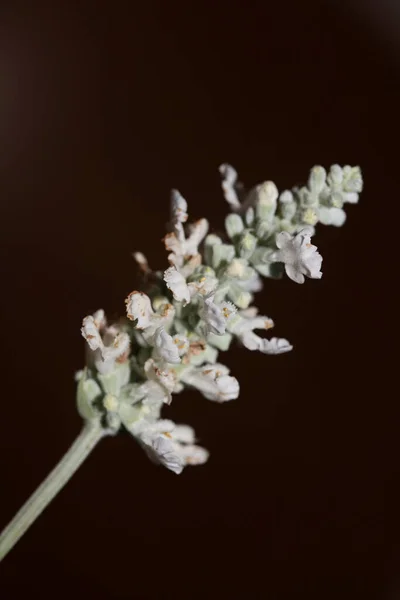 Biały Kwiat Kwiaty Salvia Divinorum Rodzina Lamiaceae Zbliżenie Botaniczne Tło — Zdjęcie stockowe
