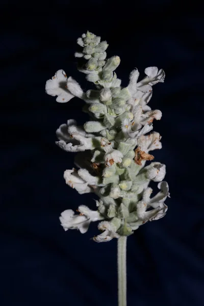 Flor Branca Flores Salvia Divinorum Família Lamiaceae Close Fundo Botânico — Fotografia de Stock