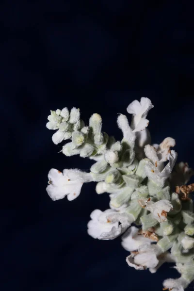 Flor Blanca Flores Salvia Divinorum Familia Lamiaceae Primer Plano Fondo — Foto de Stock