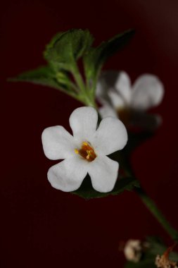 Çiçekler çiçek açar sutera grandiflora familyası scrophulariaceae botanik arka planını kapatın yüksek kalite büyük boy ev dekorasyonu