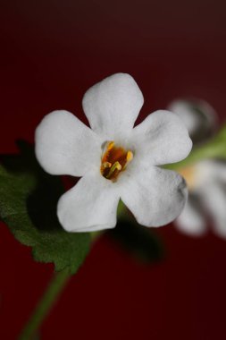 Çiçekler çiçek açar sutera grandiflora familyası scrophulariaceae botanik arka planını kapatın yüksek kalite büyük boy ev dekorasyonu