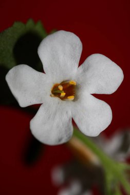 Çiçekler çiçek açar sutera grandiflora familyası scrophulariaceae botanik arka planını kapatın yüksek kalite büyük boy ev dekorasyonu