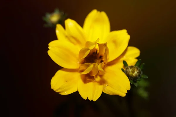 Fiore Giallo Fioritura Cosmo Caudatus Famiglia Compositae Primo Piano Botanico — Foto Stock