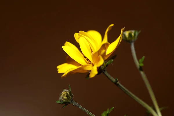 Gelbe Blume Blühenden Kosmos Caudatus Familie Compositae Close Botanischen Hintergrund — Stockfoto