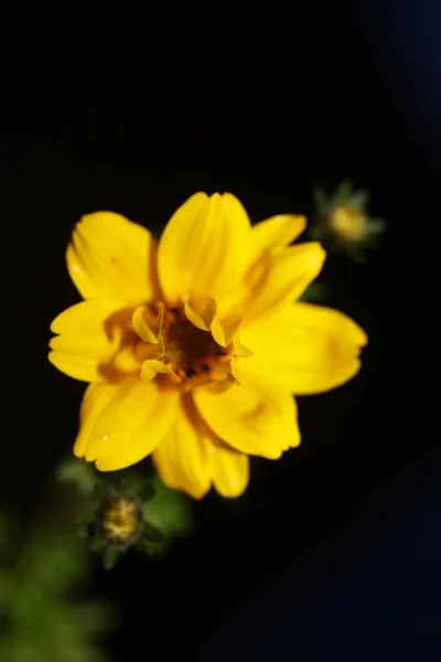 Gelbe Blume Blühenden Kosmos Caudatus Familie Compositae Close Botanischen Hintergrund — Stockfoto
