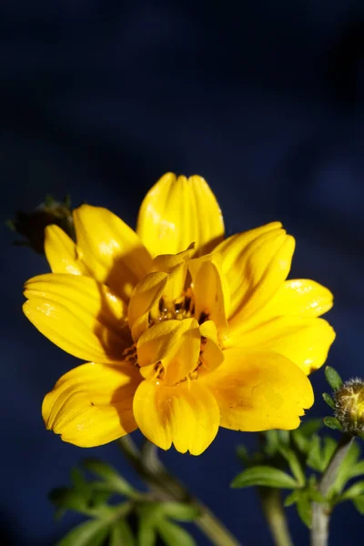 Gelbe Blume Blühenden Kosmos Caudatus Familie Compositae Close Botanischen Hintergrund — Stockfoto