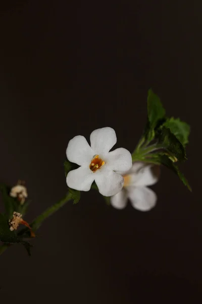 Flor Flores Sutera Grandiflora Família Scrophulariaceae Close Fundo Botânico Alta — Fotografia de Stock