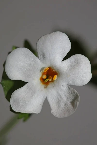 Цветки Цветка Sutera Grandiflora Семейства Scrophulariaceae Закрыть Ботанический Фон Высокое — стоковое фото