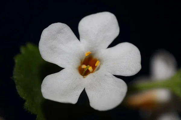 Flor Flores Sutera Grandiflora Familia Scrophulariaceae Primer Plano Fondo Botánico — Foto de Stock