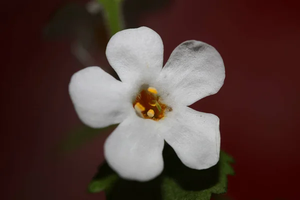 Flor Flores Sutera Grandiflora Familia Scrophulariaceae Primer Plano Fondo Botánico — Foto de Stock