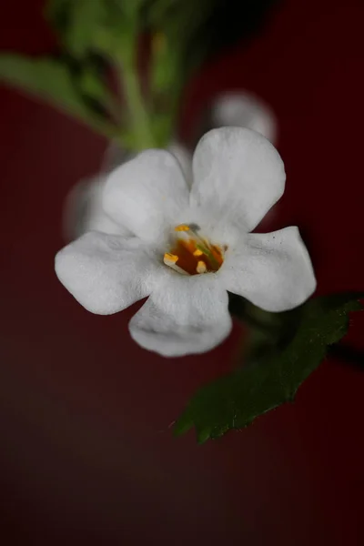 Kwiat Kwiaty Sutera Grandiflora Rodzina Scrophulariaceae Zbliżenie Botaniczne Tło Wysokiej — Zdjęcie stockowe