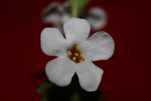 Kwiat Kwiaty Sutera Grandiflora Rodzina Scrophulariaceae Zbliżenie Botaniczne Tło Wysokiej — Zdjęcie stockowe