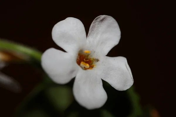 Fleur Fleurs Sutera Grandiflora Famille Scrophulariaceae Fermer Fond Botanique Haute — Photo