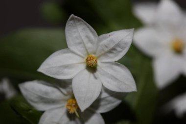 Beyaz yaz çiçekleri solanum laxum ailesinin solanaceae botanik arka planını kapatır yüksek kaliteli büyük boy baskılar