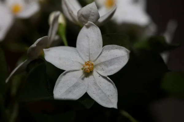 Flor Blanca Verano Flor Primer Plano Solanum Laxum Familia Solanaceae — Foto de Stock